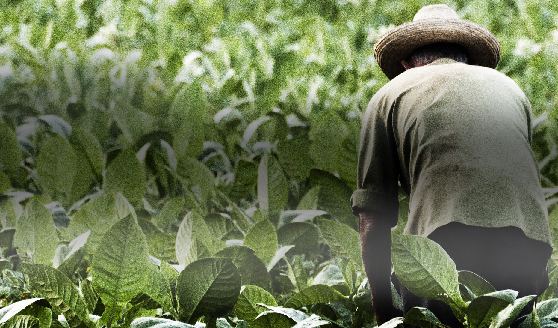 tobacco mosaic virus test kit Agdia